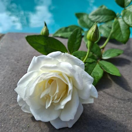 Bella Rosa Bed & Breakfast Potchefstroom Eksteriør bilde